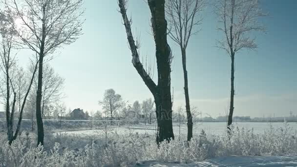 Schöne Frostige Sonnige Winterlandschaft Konvertiert Von Roh Rec 709 — Stockvideo