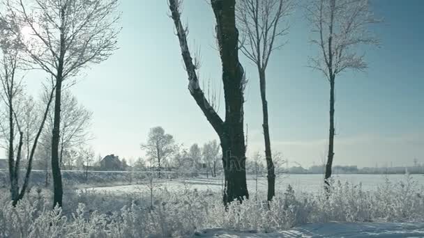 Hermoso Paisaje Helado Invierno Soleado Convertido Crudo Rec 709 — Vídeo de stock