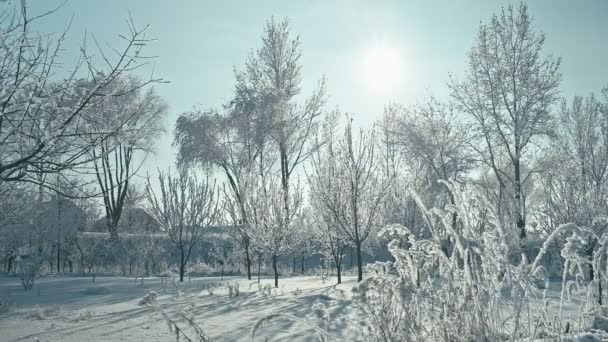 Beautiful Frosty Sunny Winter Landscape Converted Raw Rec 709 — Stock Video