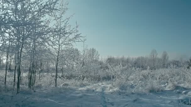 Mooie Frosty Zonnige Winterlandschap Geconverteerd Van Raw Rec 709 — Stockvideo