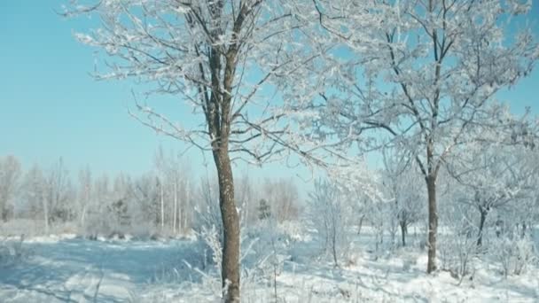 Beautiful Frosty Sunny Winter Landscape Converted Raw Rec 709 — Stock Video