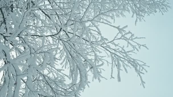 Vackra Frostiga Träd Vinden Konverterade Från Raw Rec 709 — Stockvideo