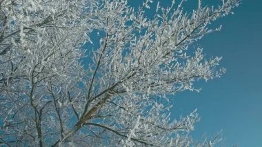 Rüzgar güzel soğuk ağaçta. Gelen ham dönüştürülür. Rec 709