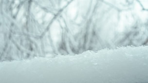 关在树枝上的冷若冰霜的雪 从原始的转换 Rec 709 — 图库视频影像