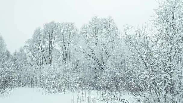 Mooie Frosty Winterlandschap Geconverteerd Van Raw Rec 709 — Stockvideo