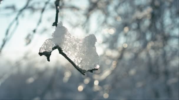 Derretimiento de trozos de nieve en ramas — Vídeos de Stock