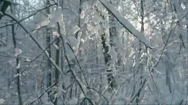 Derretendo pedaços de neve em ramos — Vídeo de Stock