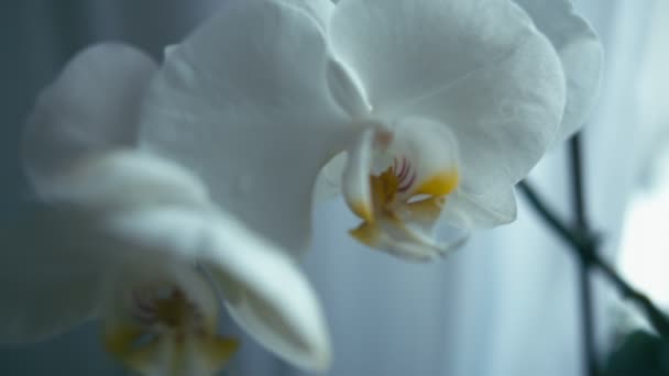 Bílá Orchidej Květina Bezešvá Smyčka Malá Hloubka Ostrosti Rec 709 — Stock video