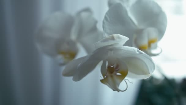 Flor Branca Orchid Panning Vertical Profundidade Rasa Campo Rec 709 — Vídeo de Stock