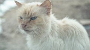 Mavi gözlü beyaz sokak kedisi pencereden ateş etti. Alan derinliği Shallo