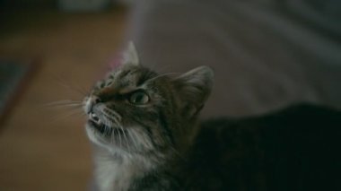 Gri kedi meowing, yukarıya bakıyor. Sığ derinlik-in tarla