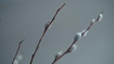 Willow brançlardan bahar buket. İzleme atış. Sığ derinlik-in tarla. Rec 70