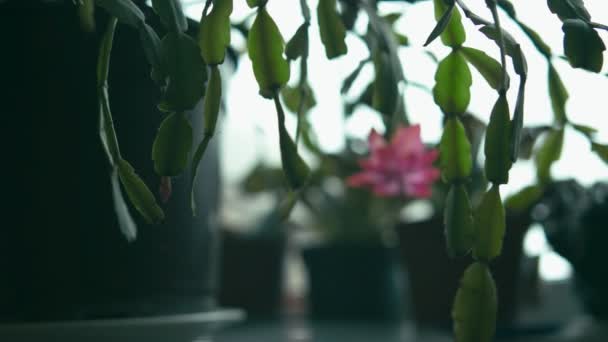 Kwiat Kaktusa Epifityczne Przeprowadzka Aparacie Strzał Płytkiej Głębi Ostrości — Wideo stockowe