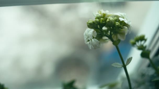 Little White Houseplant Bud Flower Tracking Shot Rec 709 — Stock Video