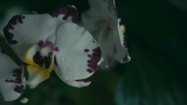 Flor Branca Orquídea Tiro Rastreamento Profundidade Campo Rasa Rec 709 — Vídeo de Stock