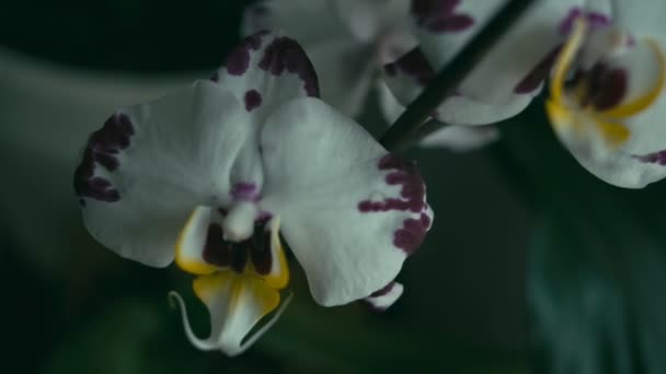 Flor Orquídea Blanca Tiro Seguimiento Profundidad Superficial Del Campo Rec — Vídeos de Stock