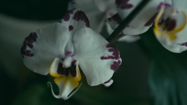White orchid flower, tracking shot, Shallow depth of field. Rec 709