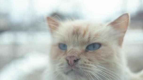 Gato Vadio Branco Com Olhos Azuis Baleado Pela Janela Shallo — Vídeo de Stock