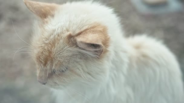 Weiße Streunende Katze Mit Blauen Augen Durch Fenster Geschossen Schärfentiefe — Stockvideo