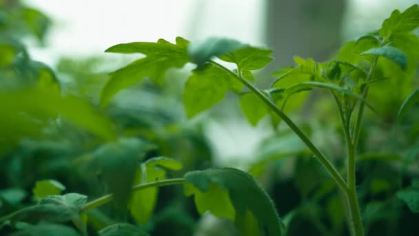 Tomatenpflanzen Geringe Schärfentiefe Bewegungsschuss Rec 709 — Stockvideo