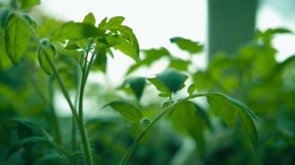 Cultivos Tomates Profundidad Campo Superficial Motion Shot Rec 709 — Vídeo de stock