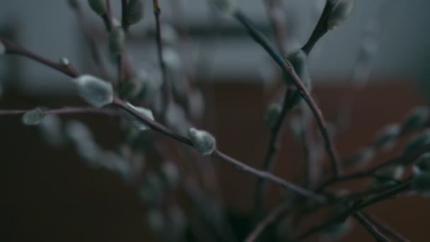 Spring Bouquet Willow Brunches Tracking Shot Shallow Depth Field Rec — Stock Video