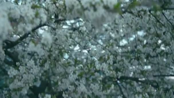 Chica cerca de árbol floreciente, cámara lenta — Vídeos de Stock