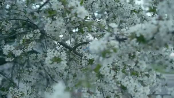 Chica cerca de árbol floreciente, cámara lenta — Vídeo de stock