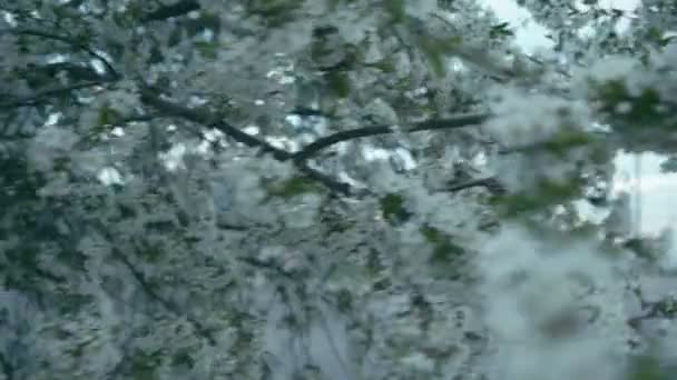 Девушка возле цветущего дерева, замедленная съемка — стоковое видео