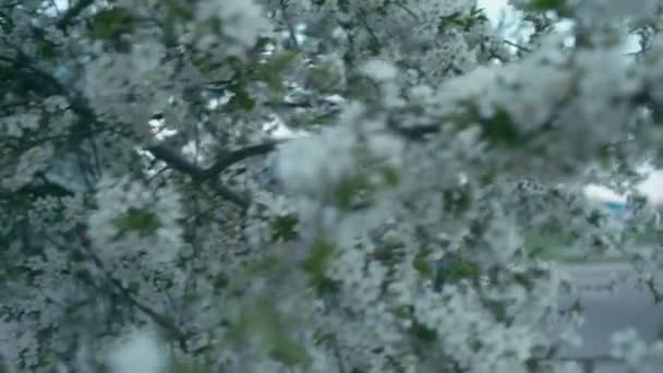 女孩在开花树附近, 慢运动 — 图库视频影像
