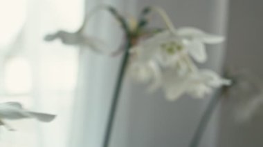 Pencere yakınındaki Eucharis bitki