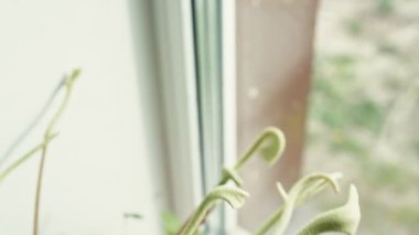Peperomia - radyatör fabrikası