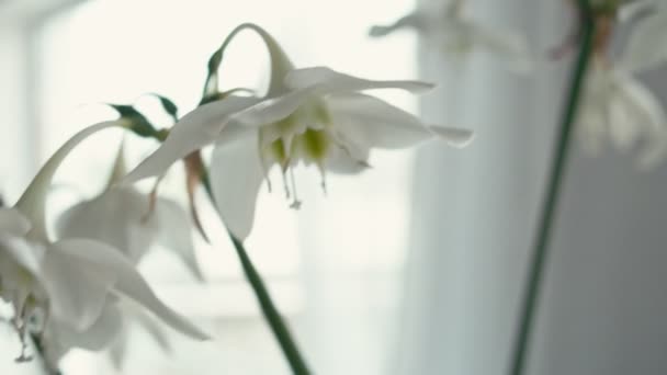 Eucharis planten in de buurt van venster — Stockvideo