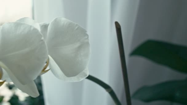 Квітка білої орхідеї, повільний рух — стокове відео