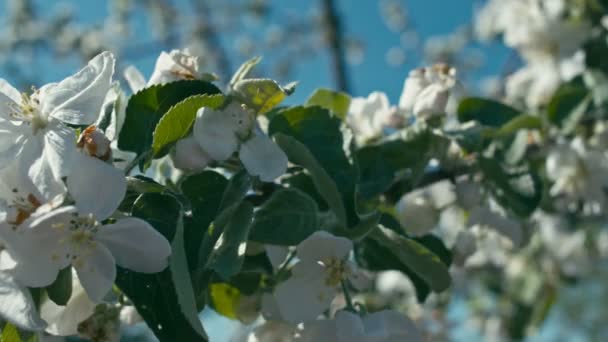 Blumen des Apfelbaums — Stockvideo