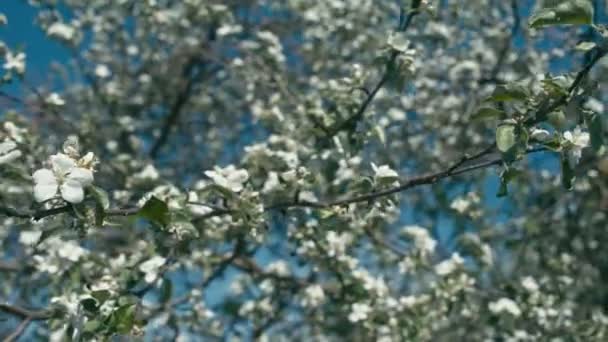 Bloemen van appelboom — Stockvideo