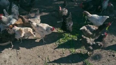 Yeşil çim yeme Chikens