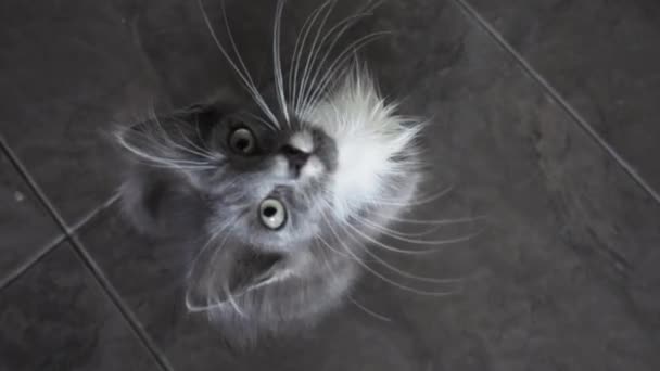 귀여운 회색 고양이가 카메라를 분사한다 — 비디오