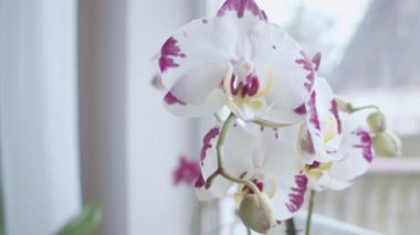 Pencere yakınındaki orkideler odak geçişi, alanın sığ derinliği