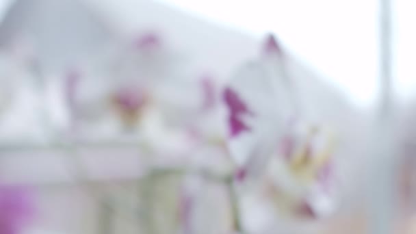 Pencere Yakınındaki Orkideler Odak Geçişi Alanın Sığ Derinliği — Stok video