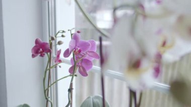 Pencere yakınındaki orkideler odak geçişi, alanın sığ derinliği