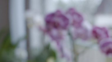Pencere yakınındaki orkideler odak geçişi, alanın sığ derinliği