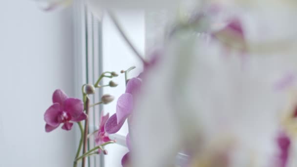 Orquídeas Perto Janela Foco Transição Profundidade Rasa Campo — Vídeo de Stock