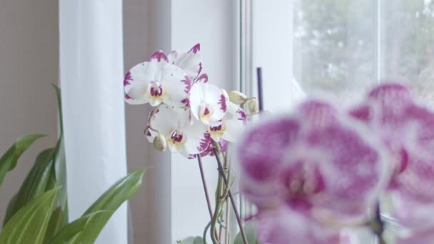 Orchidee Vicino Alla Transizione Messa Fuoco Della Finestra Profondità Campo — Video Stock