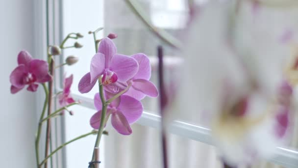 Orquídeas Perto Janela Foco Transição Profundidade Rasa Campo — Vídeo de Stock