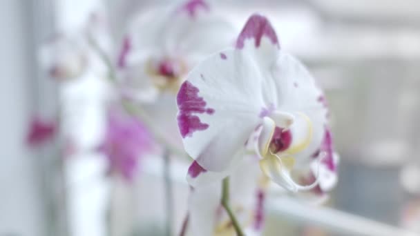 Orchidee Pobliżu Przejścia Ostrości Okien Płytka Głębokość Pola Ruch Suwaka — Wideo stockowe