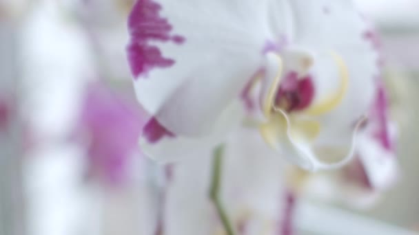 Orquídeas Cerca Transición Del Foco Ventana Profundidad Superficial Del Campo — Vídeos de Stock