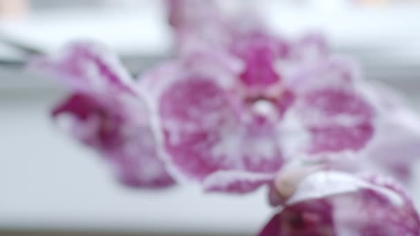 Orchidées Près Transition Mise Point Fenêtre Faible Profondeur Champ — Video
