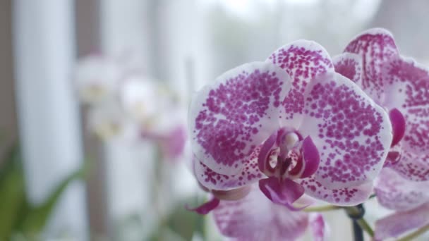 Orquídeas Cerca Transición Del Foco Ventana Profundidad Superficial Del Campo — Vídeo de stock