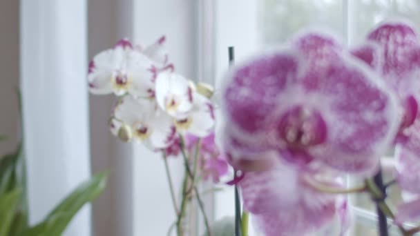 Orchideen Der Nähe Von Fensterfokus Übergang Geringe Schärfentiefe — Stockvideo